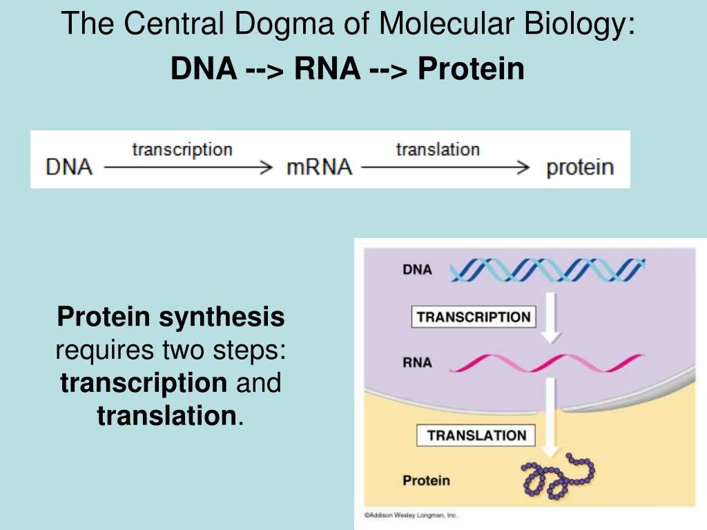 transcription translation protein synthesis