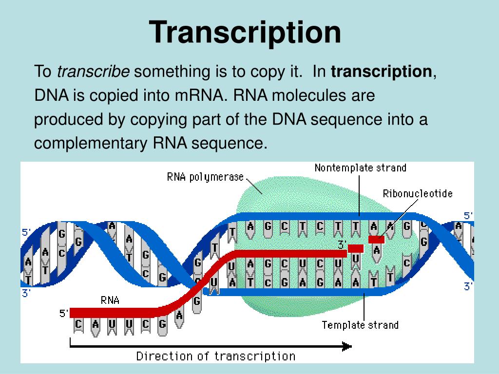 transcription and translation essay