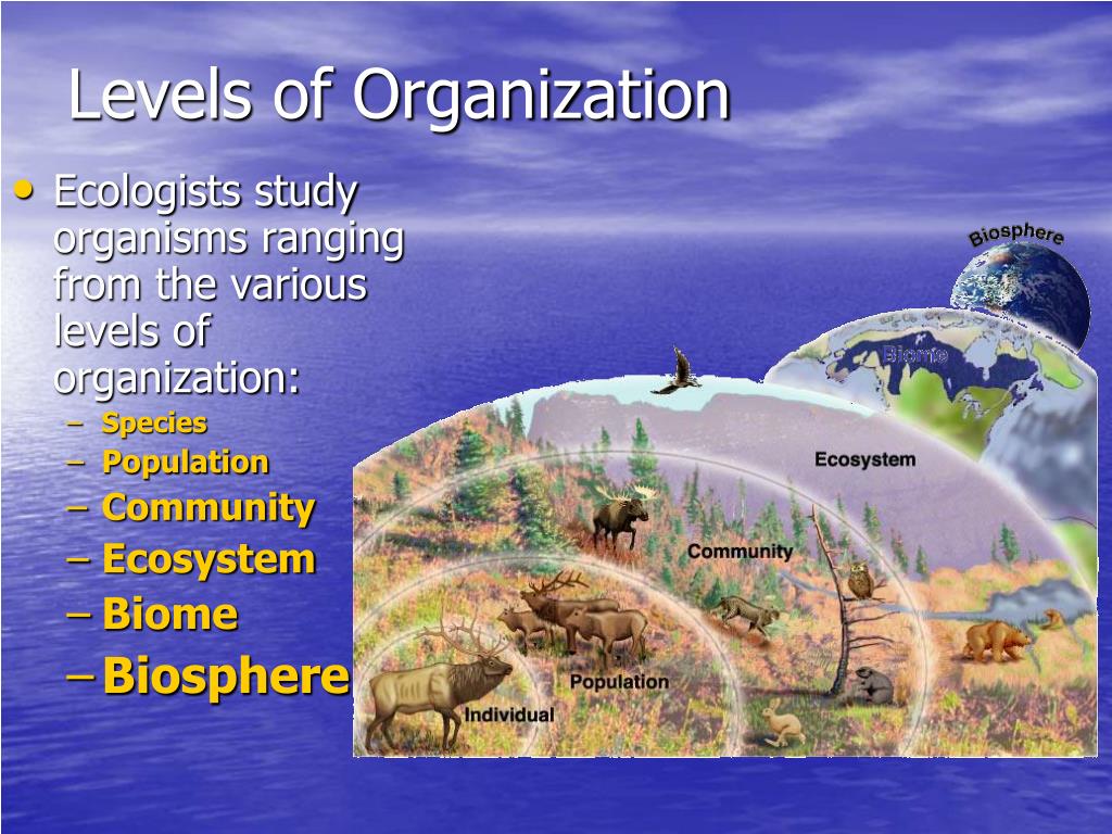 PPT - Ecology PowerPoint Presentation, free download - ID:4117561