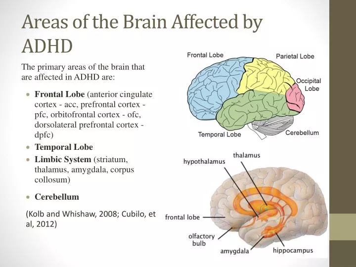 PPT - Areas of the Brain Affected by ADHD PowerPoint Presentation, free ...