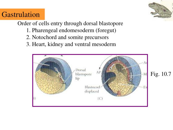 dorsal lip of blastopore vs notochord