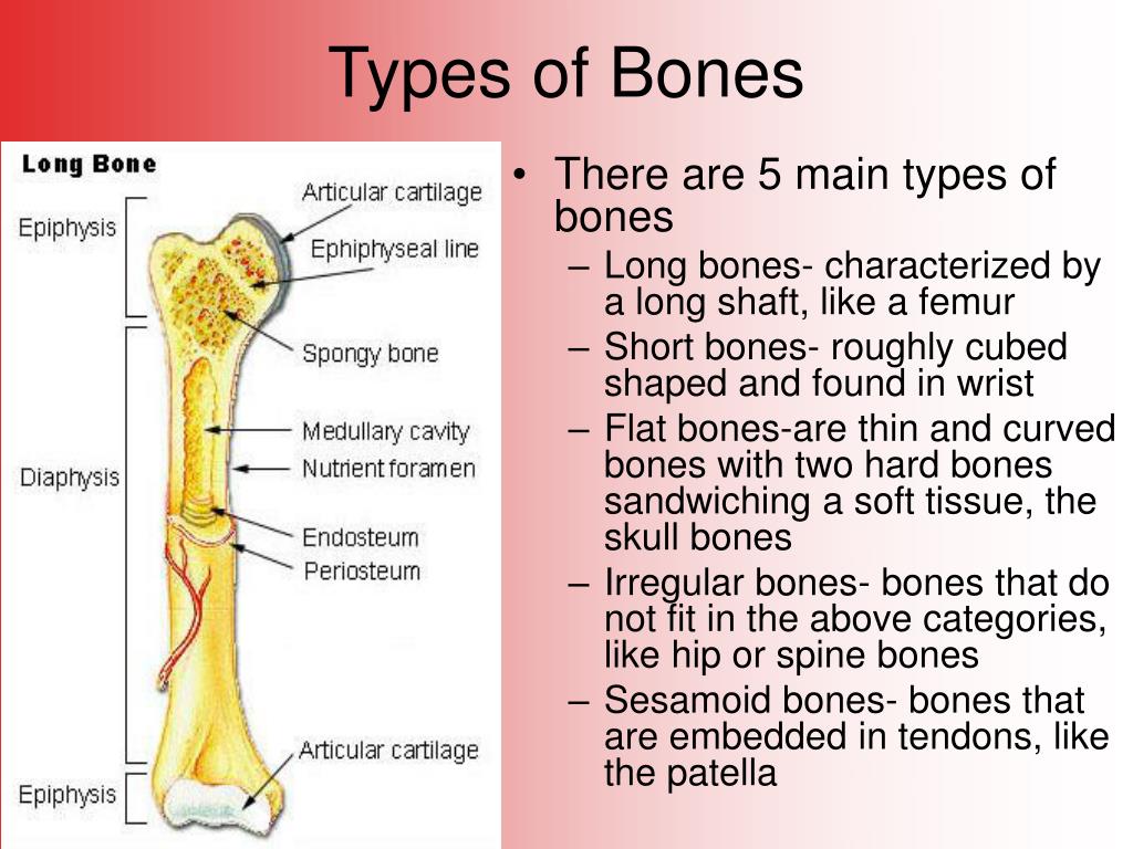 Le bones. Types of Bones. Bones кость. Type of Flat Bone. Функции short Bones.