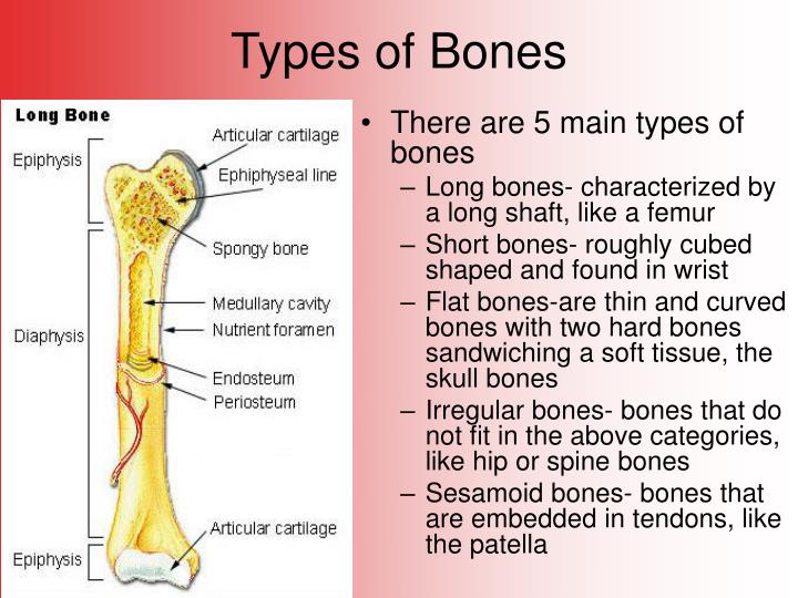 PPT - Broken Bones PowerPoint Presentation - ID:4121003