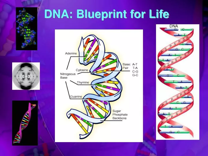 blueprint gene blueprint gene