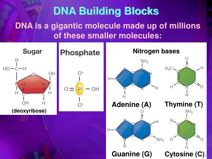 Building blocks of dna xolerware