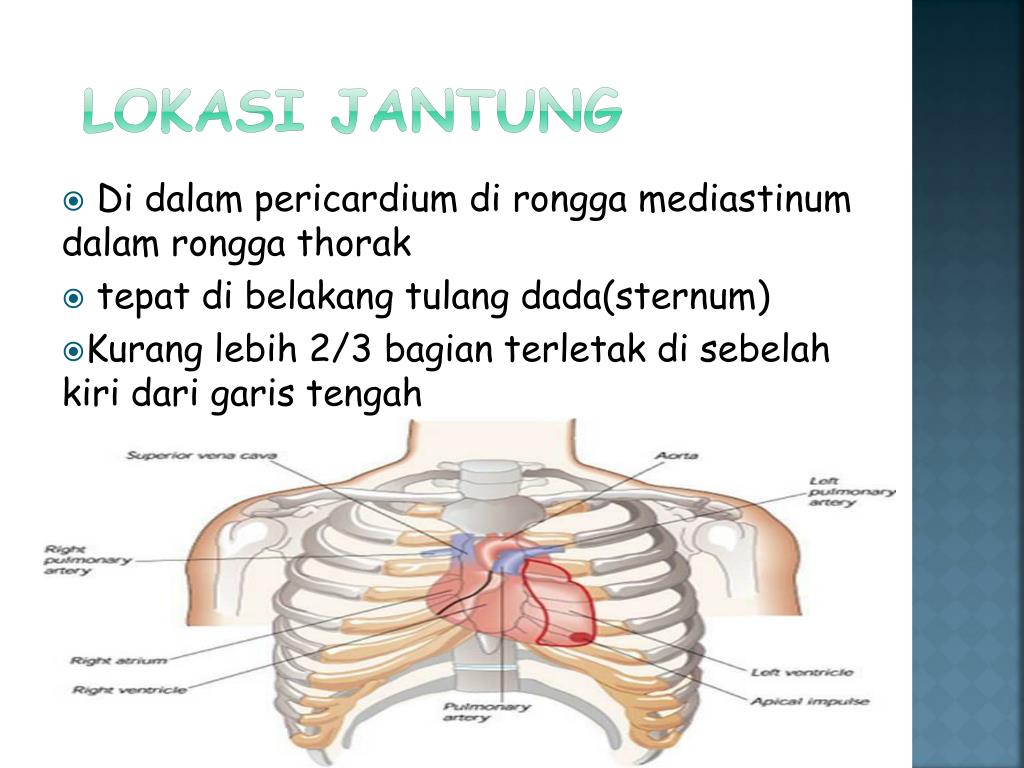 PPT ANATOMY & PHYSIOLOGY CARDIVASCULAR SYSTEM PowerPoint Presentation