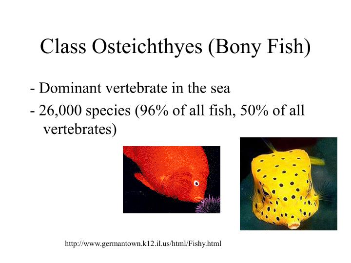 class osteichthyes class osteichthyes