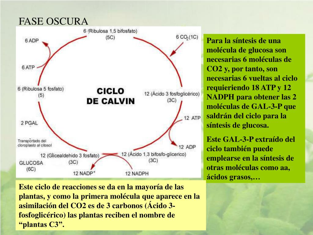dieta del metabolismo 13 dias va a parar nunca?