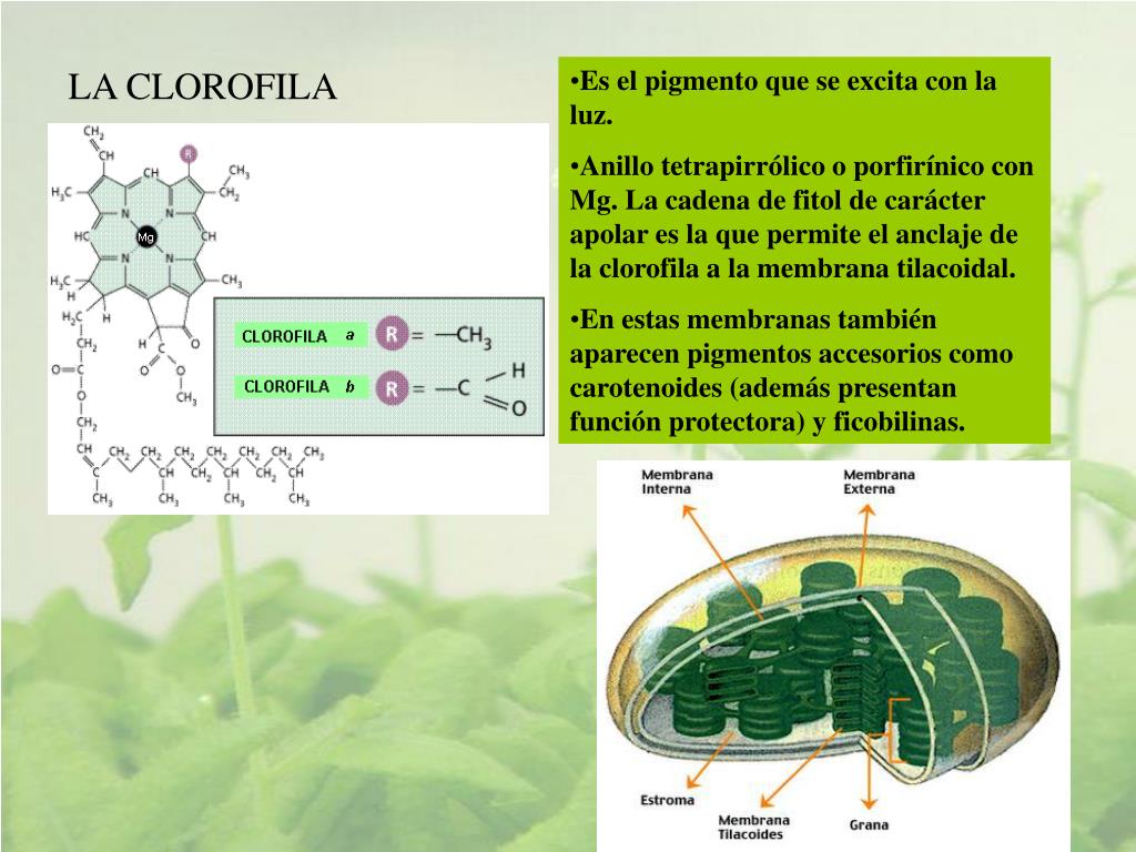 dieta metabolismo acelerado haylie pomroy medicina natural