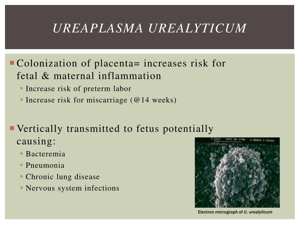 Уреаплазма у мужчин причины. Уреаплазма уреалитикум. Уреаплазма уреалитикум (Ureaplasma urealyticum). Уреаплазма способы передачи. Уреаплазма и микоплазма у мужчин.