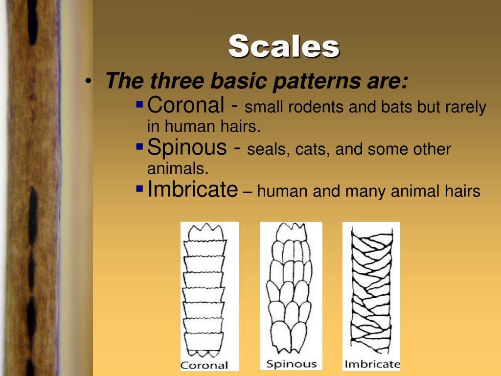 PPT Chapter 3 The Study of Hair PowerPoint Presentation, free
