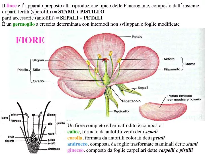 PPT - Un fiore completo ed ermafrodito è composto: calice , formato da  antofilli verdi detti sepali PowerPoint Presentation - ID:4130731
