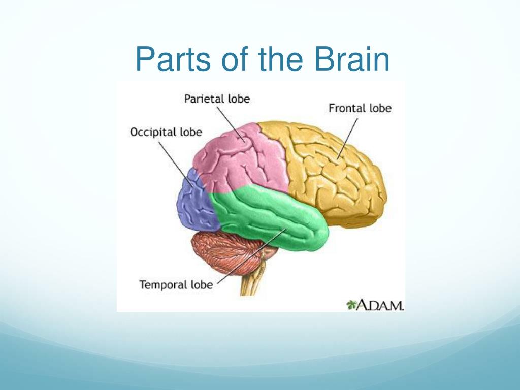 Main brain. Parts of the Brain. Main Parts of the Brain. Parts and structures of the Brain. Physical structure of the Human Brain.