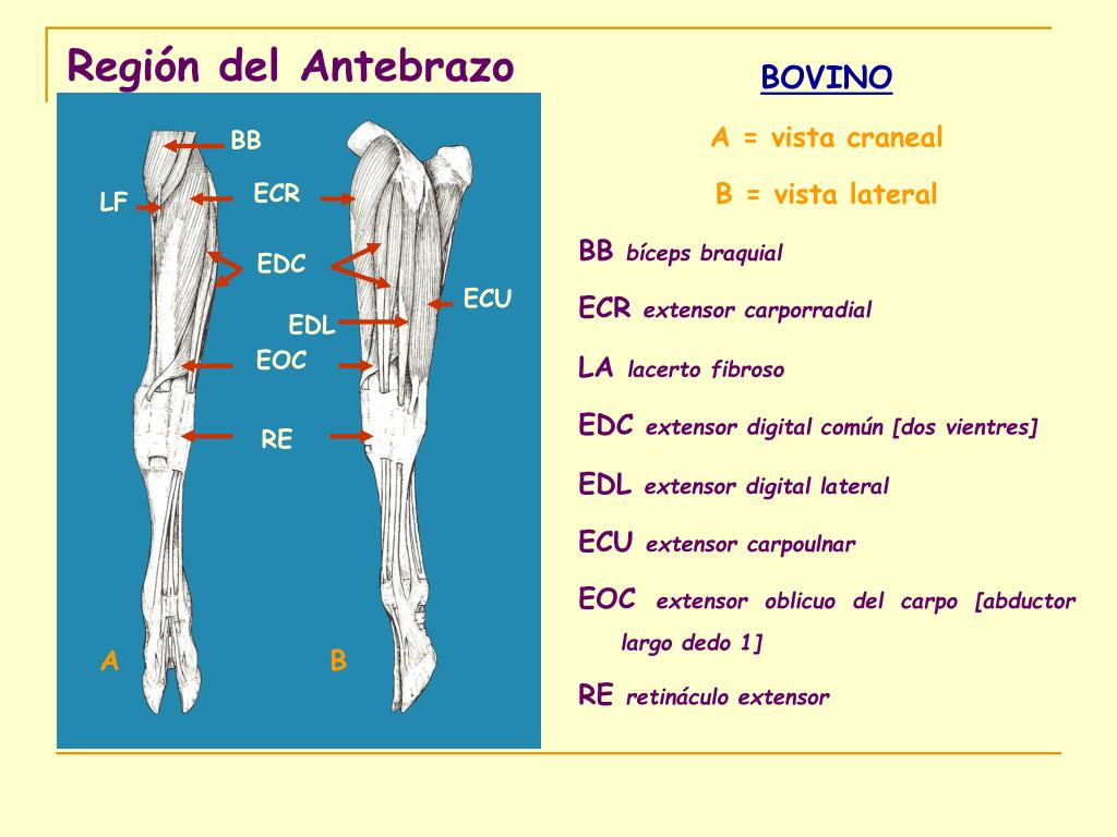 PPT - Músculos Del Antebrazo PowerPoint Presentation, Free Download ...