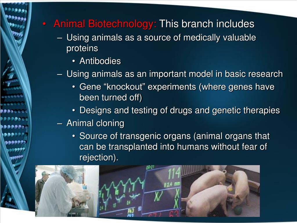 PPT What is Biotechnology? PowerPoint Presentation, free download