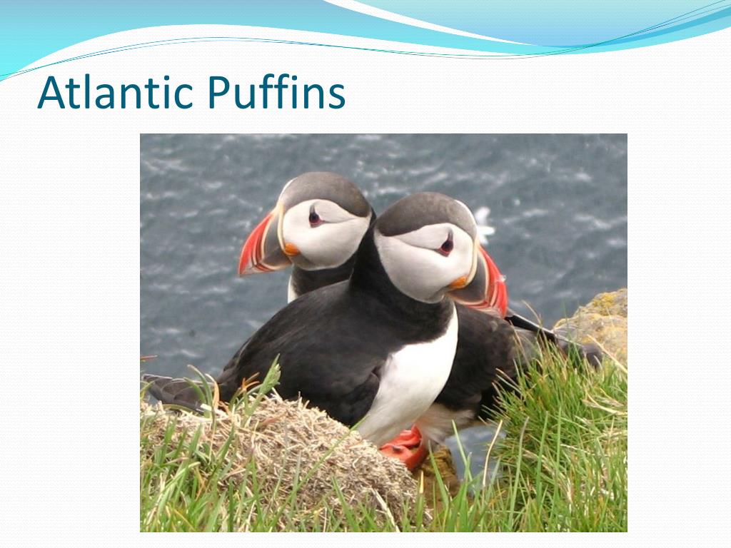 Puffin facts! - National Geographic Kids