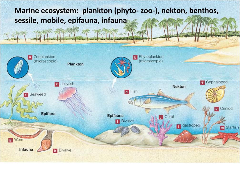 Группы живых организмов в океане. Планктон Нектон. Планктон Нектон бентос схема. Нектон и бентос. Что такое планктон Нектон и бентос в океане.