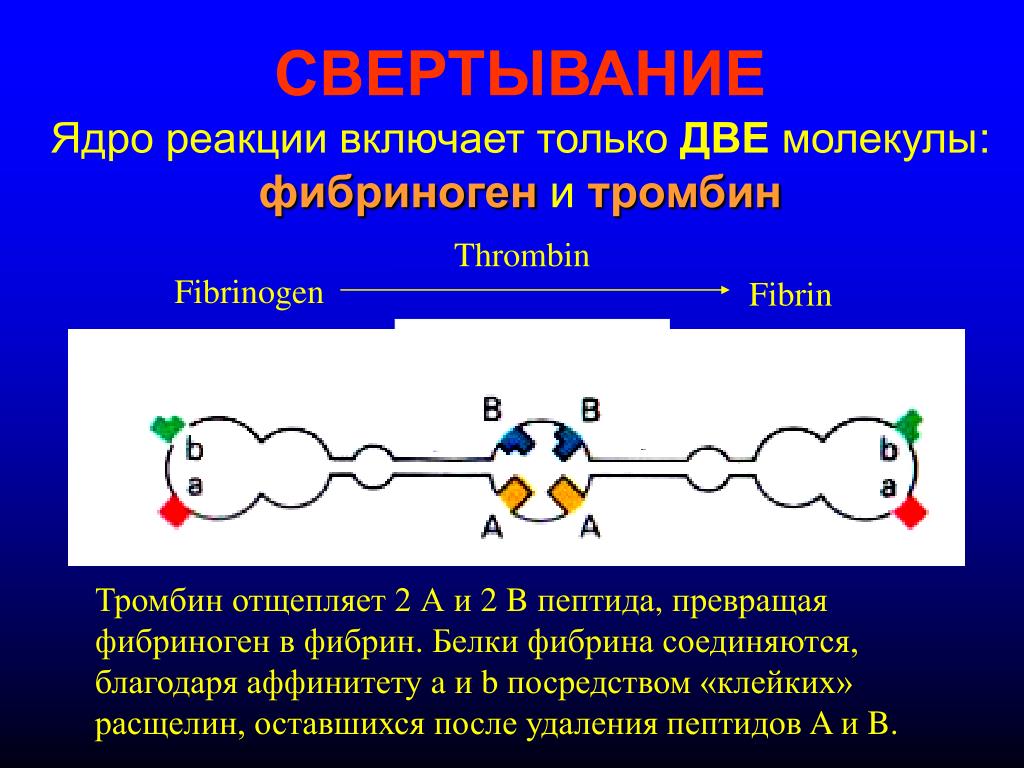Включи реакцию на видео. Тромбин фибриноген фибрин. Фибриноген молекула. Тромбин реакция. Тромбин молекула.