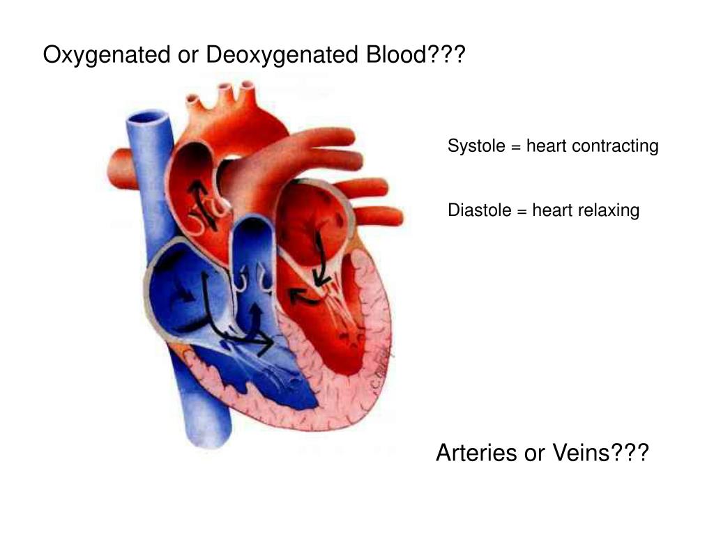 Ppt Circulatory System The Heart Powerpoint Presentation Free