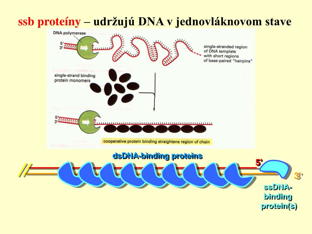 Ssb белок. Кэпирование CP-Binding Protein. Anillin, actin Binding Protein. Galectin-3-Binding Protein. Транскрипционный фактор CREB (Camp-response element-Binding Protein)..