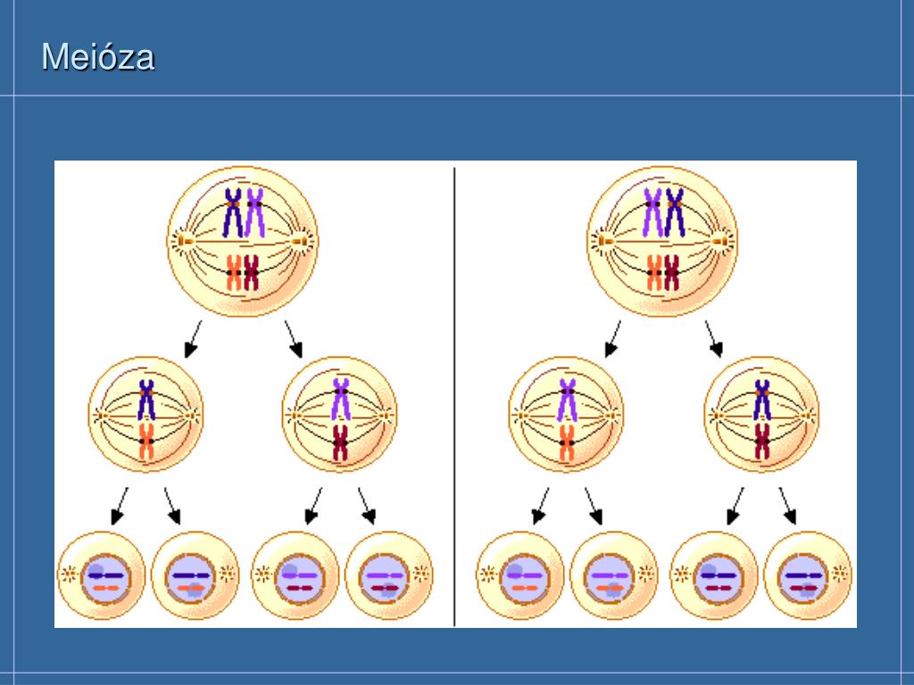 Установите последовательность этапов мейоза выстраивание бивалентов. Анафаза мейоза 1. Метафаза мейоза 2. Мейоз 1 схема. Митоз гаплоидной клетки схема.