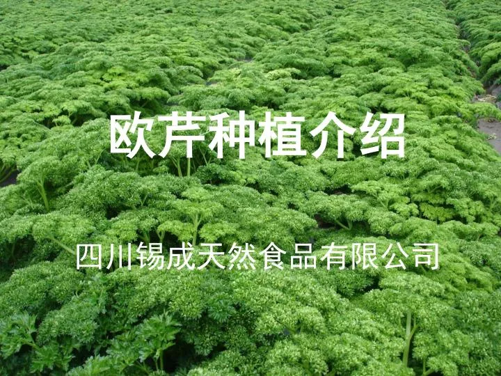 Ppt 欧芹种植介绍四川锡成天然食品有限公司powerpoint Presentation Id