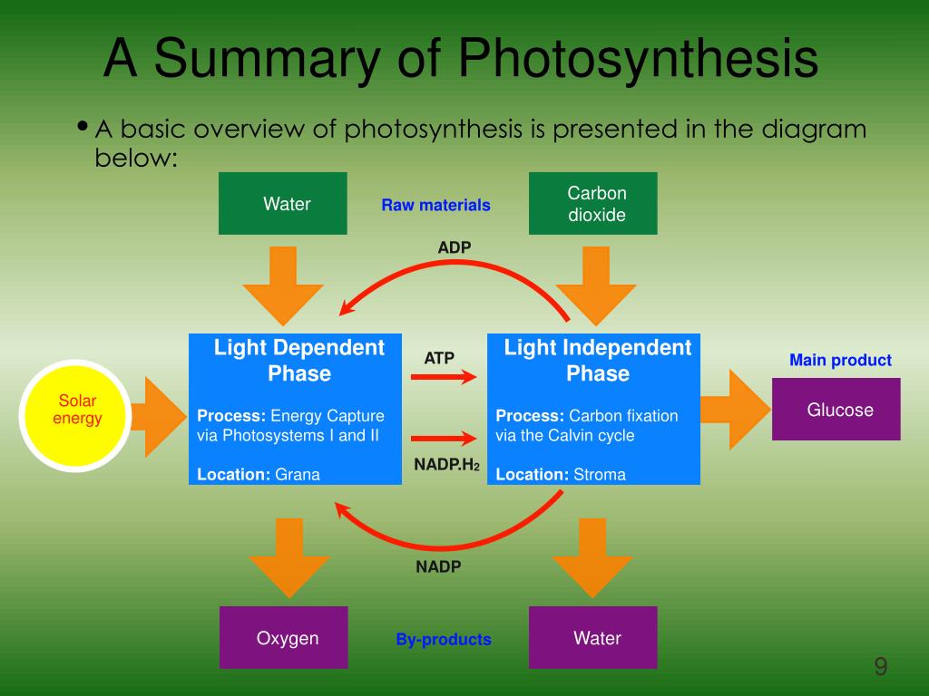 Ppt photosynthesis powerpoint presentation free download id 4134604