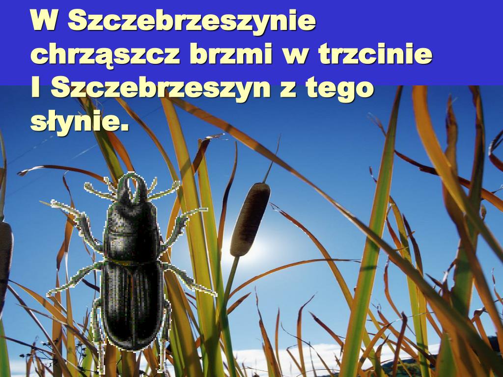 Chrząszcz Brzmi W Trzcinie W Szczebrzeszynie Strząsa