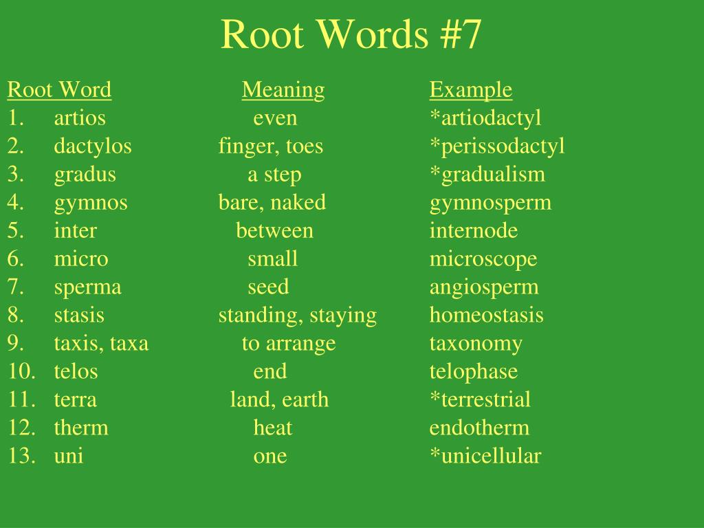 stem word vs word root