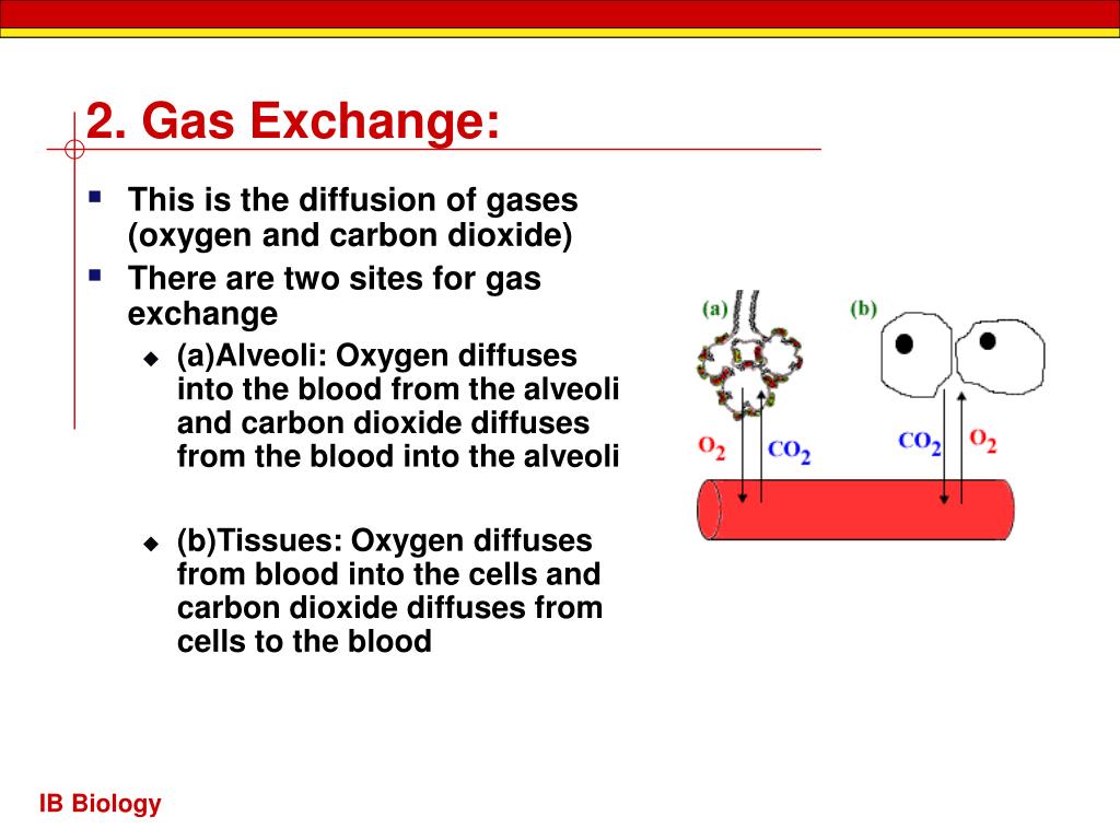 chapter 2 gas exchange case study 29