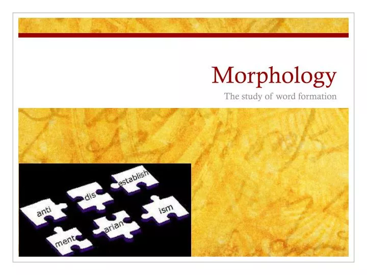 morphology ppt presentation download