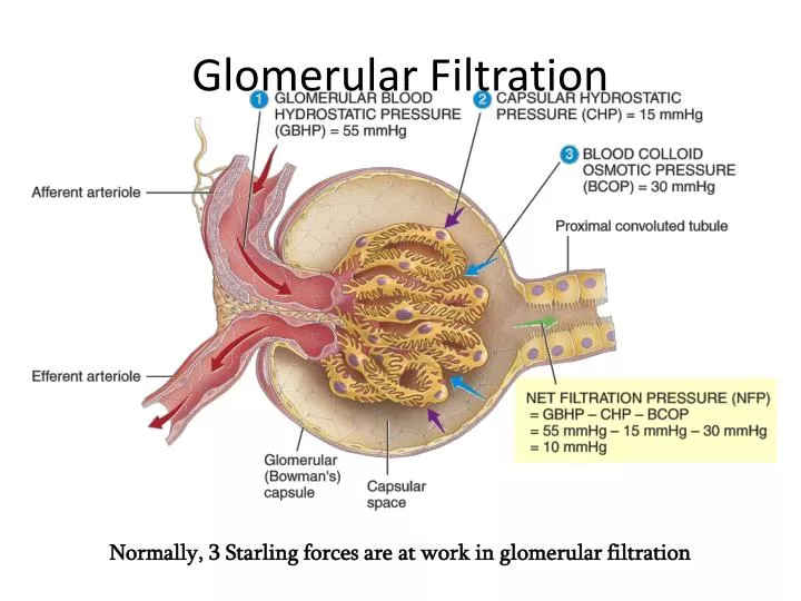 glomerular filtration n.