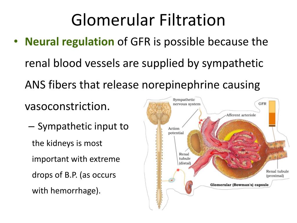 PPT - Glomerular Filtration PowerPoint Presentation, free download -  ID:4136850