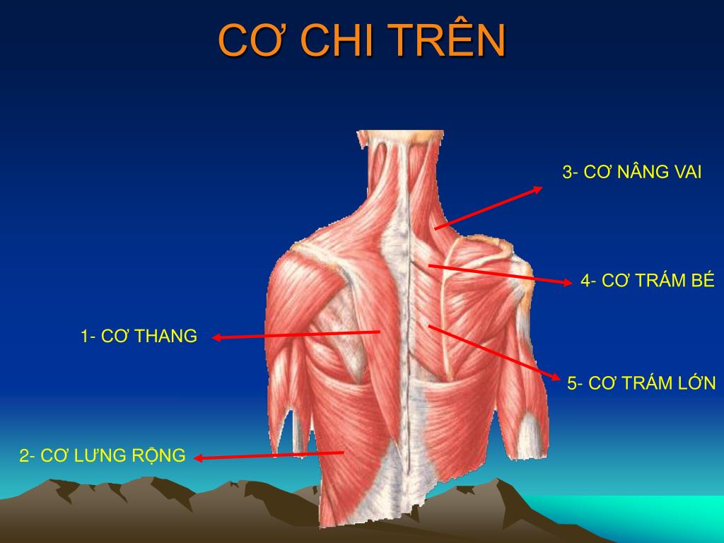 Giải phẫu | Giải phẫu cơ chi dưới - Y Dược HCM