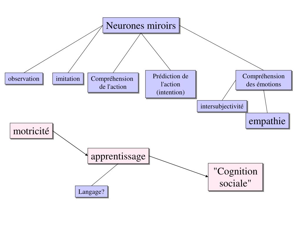PPT - Neurones miroirs et tango : du laboratoire à la piste de danse  PowerPoint Presentation - ID:4138361