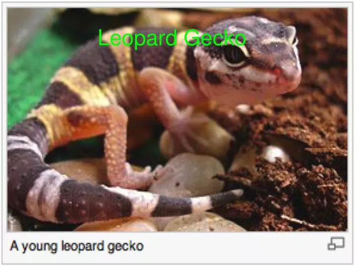 PPT - Leopard Gecko PowerPoint Presentation, free download - ID:4138434
