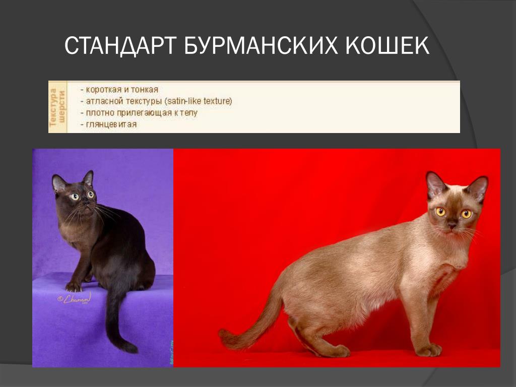 купля-продажа. Санкт-Петербург :Guns.ru Talks : картинки участника -ornitolog