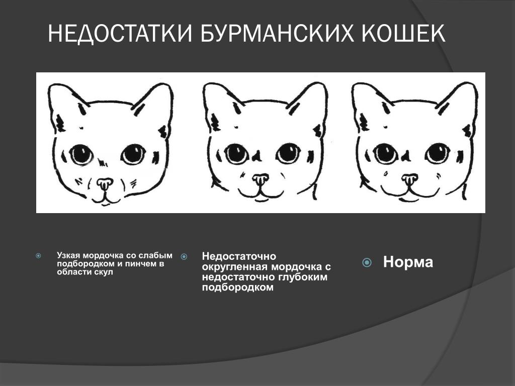 Различия кошек. Отличия кота от кошки по мордочке. Отличить кота от кошки по морде. Отличие морды кота от кошки. Как по мордочке определить кот или кошка.
