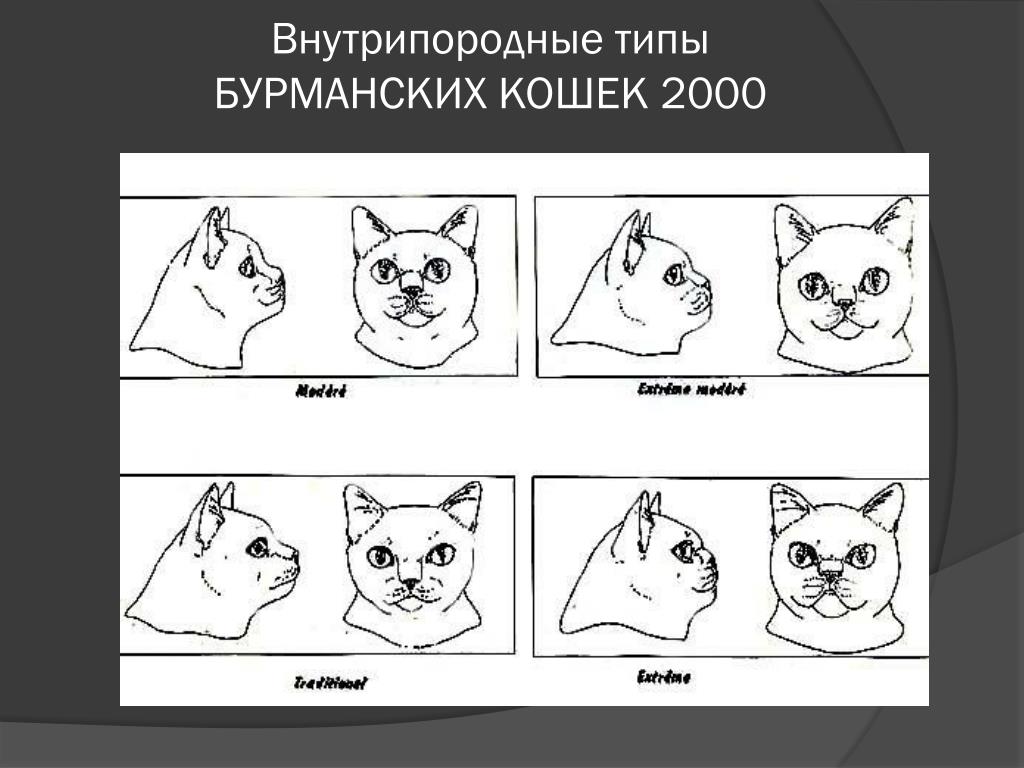 PPT - БУРМАНСКИЕ КОШКИ от Америки до России PowerPoint Presentation - ID:4138603
