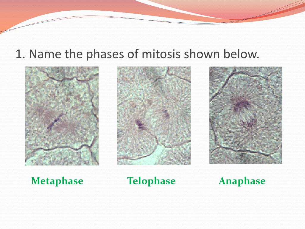 PPT - Diffusion/Osmosis Lab PowerPoint Presentation, free download - ID ...