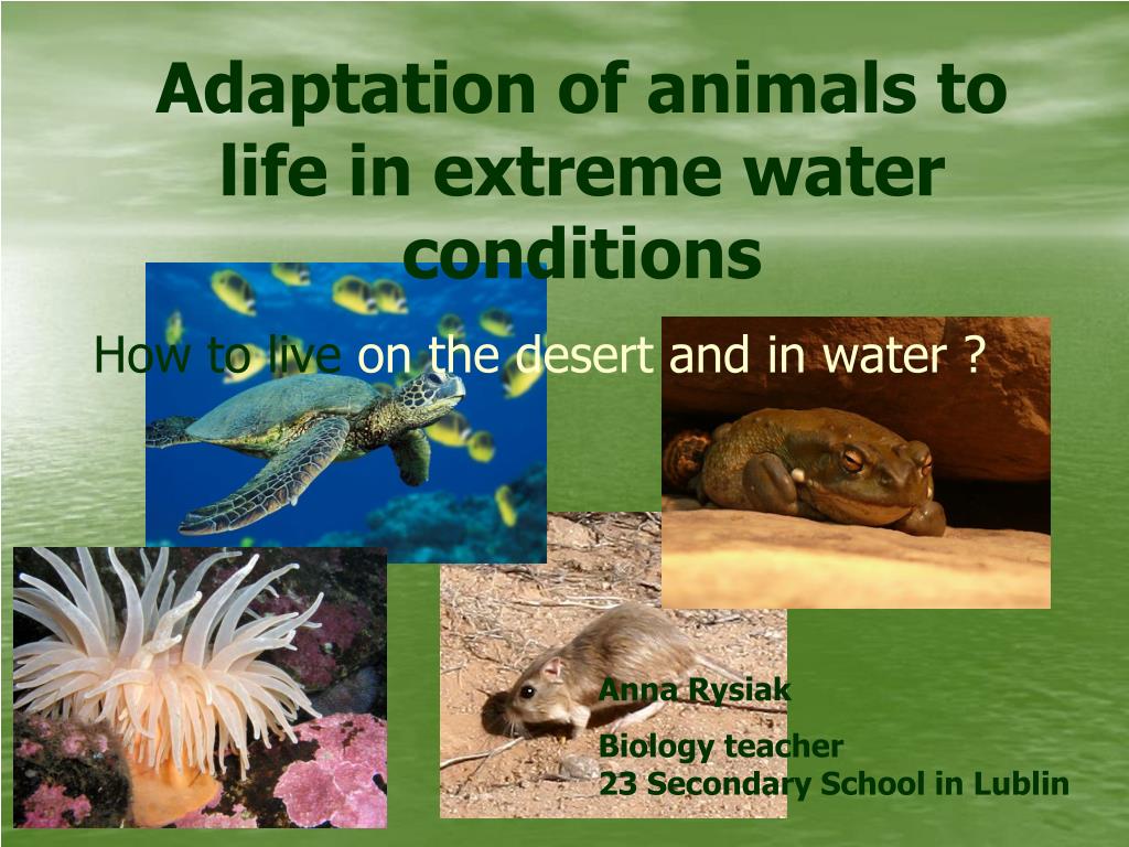 PPT - Adaptation of animals to life in extreme water conditions PowerPoint  Presentation - ID:4140417