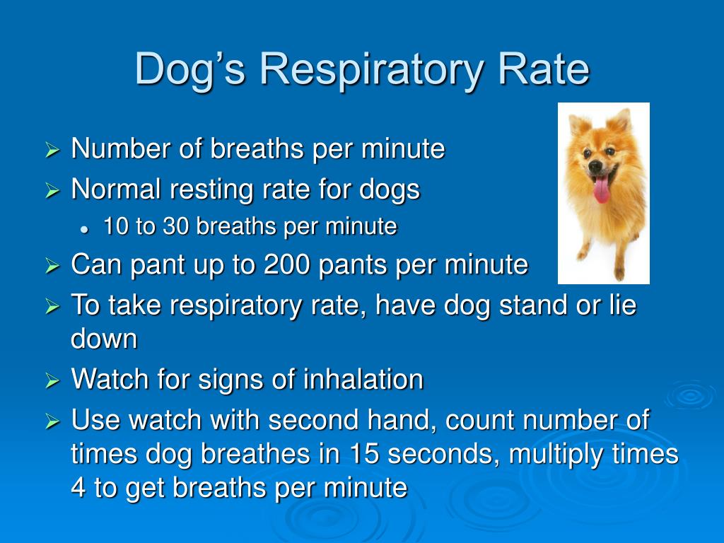 How Many Breaths Per Minute Is Normal For Puppies