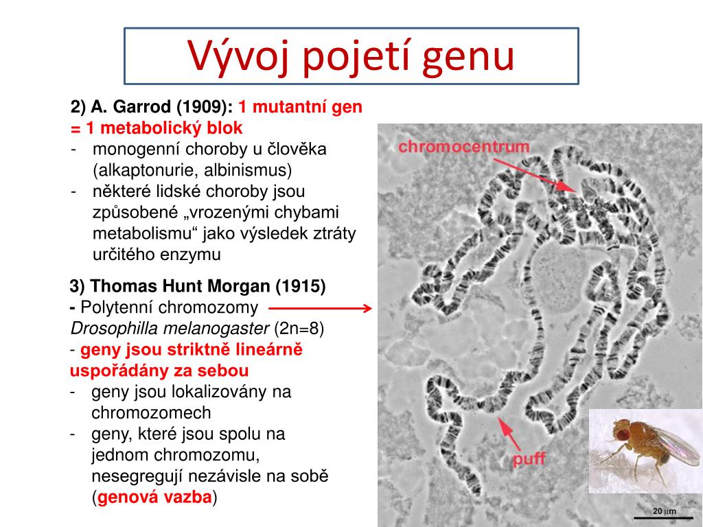 PPT - Genom PowerPoint Presentation, free download - ID:4142401