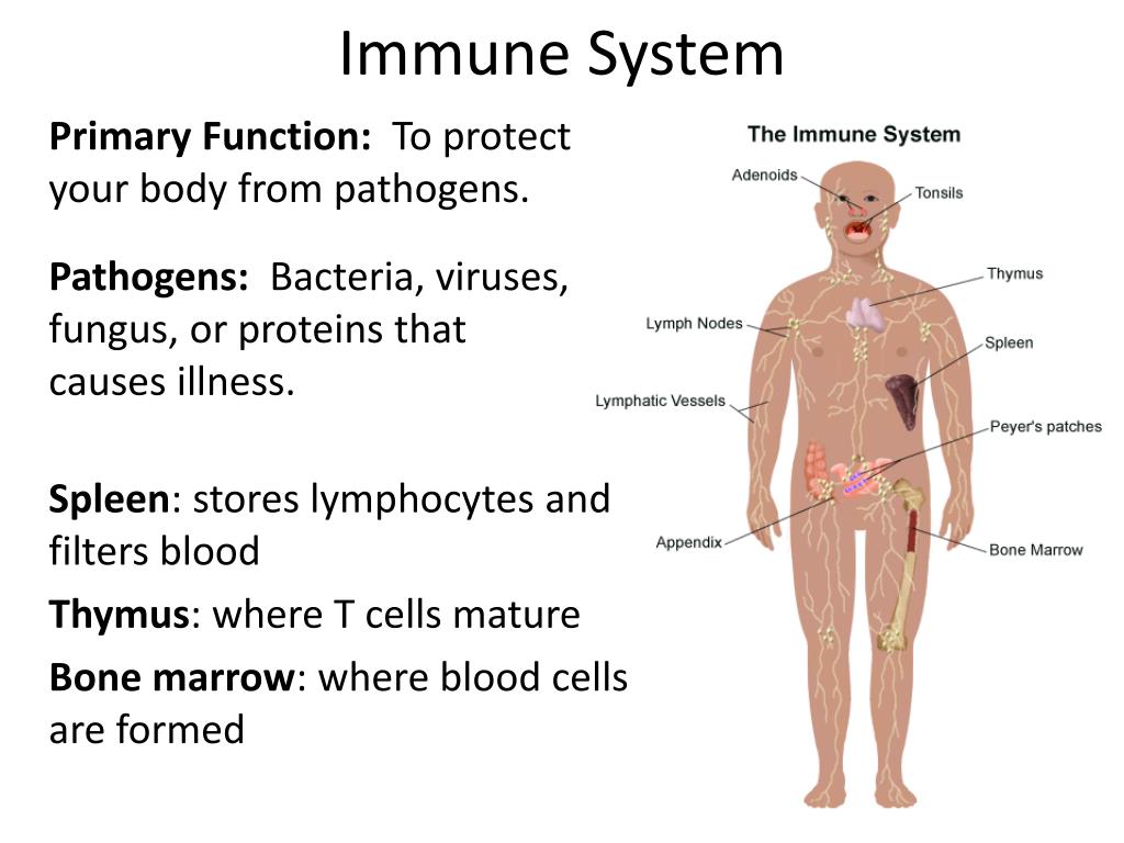immune system function presentation
