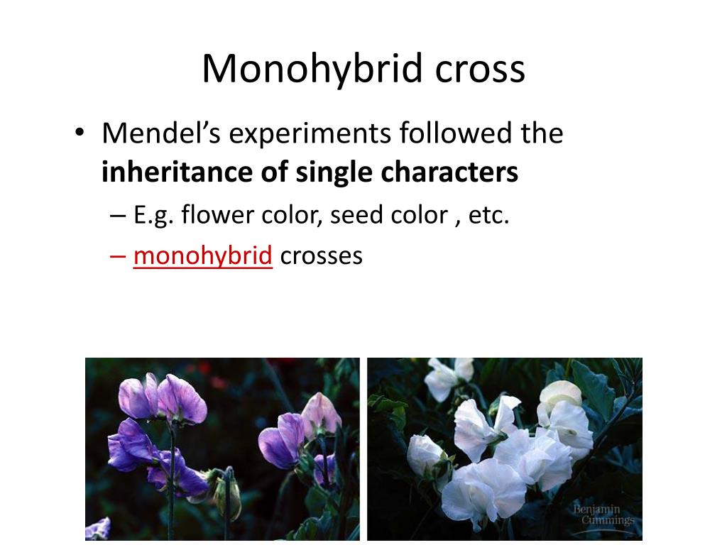 Моногибрид. Monohybrid Cross. Monohybrid Crossing Vegetables. Amoeba sisters Video Recap Monohybrid Crosses Mendelian Inheritance. Amoeba sisters Video Recap Monohybrid Crosses Mendelian Inheritance answer Key.