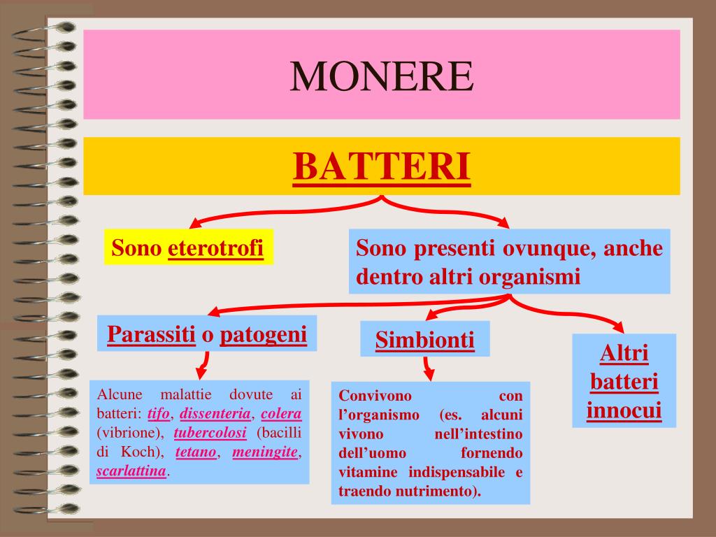 Erbe per velocizzare il metabolismo