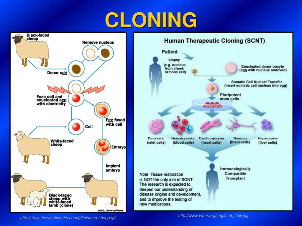 Ppt Dna Replication Youtube Watch V Hfz8o9d1tus Youtube