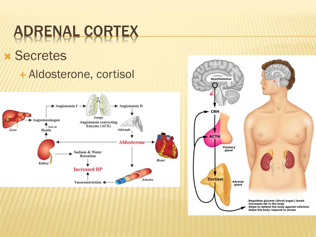 adrenal cortex cortisol