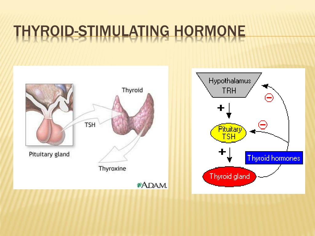 Тиреотропный гормон 2 3