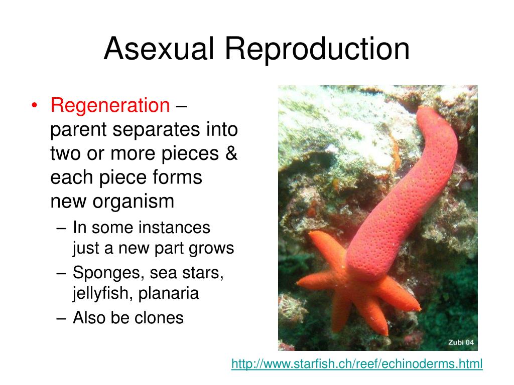 PPT - Animal Reproduction PowerPoint Presentation, free download -  ID:4145904